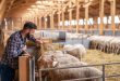 کنترل کنه در گوسفند